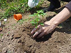 唐辛子の苗を穴に植える　６／２