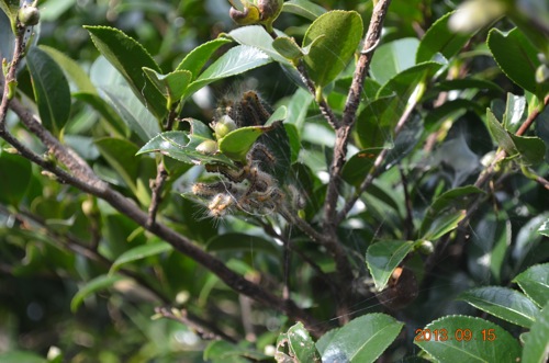 DSC_0260.jpg