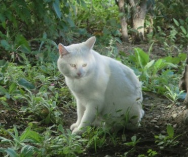 白猫３