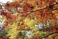 秋の風景14
