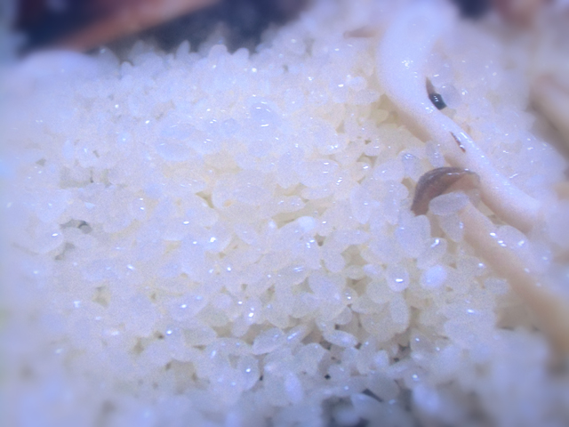 透き通ったお米の美しさ