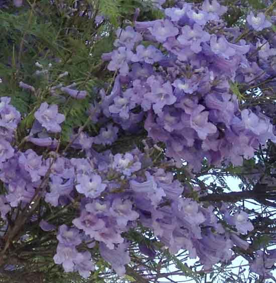 紫色の花 ジャカランダ Jacaranda が満開 カリフォルニア カリフォルニアの日々雑感