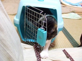 ひもっ