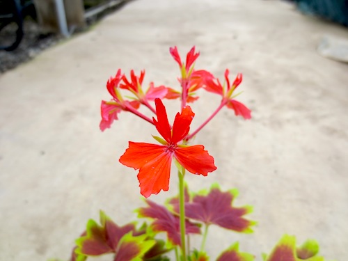 モミジバゼラニウム（Pelargonium × hortorum）松原園芸