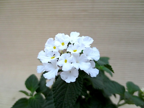 白花 コバノランタナ クマツヅラ科 Lantana monteviensis