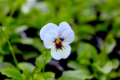 フローラルパワースーパー スカイブルーブロッチ ビオラ 花の写真 Viola