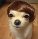hilarious-dog-haircuts-16.jpg
