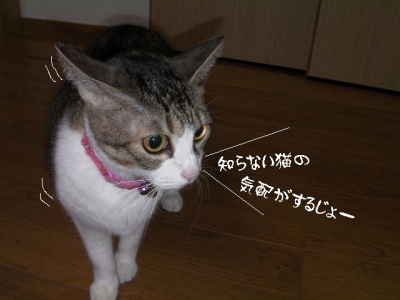 抜け毛01