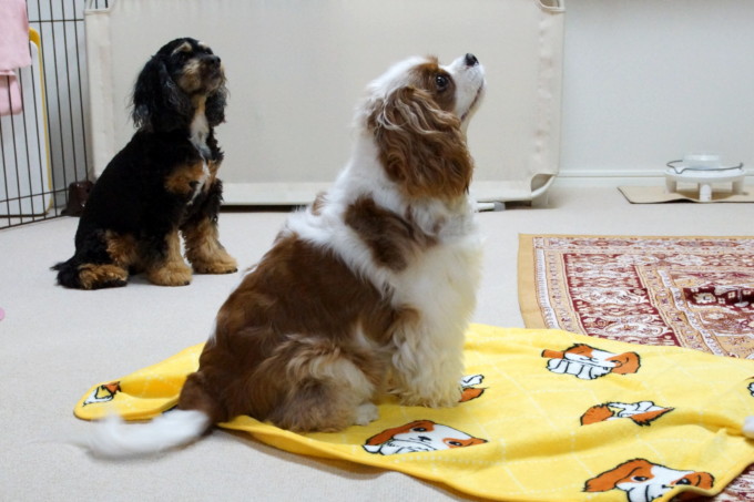 blog-DSC03855_20141107012020ffb.jpg