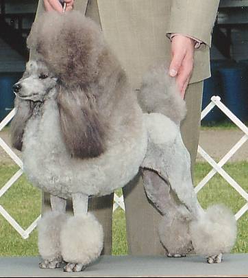 Silver_Miniature_Poodle_stacked.jpg