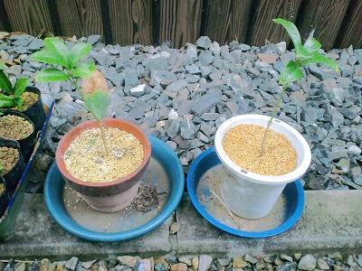 第１３話 キンモクセイの挿し木の１年半後の経過 柿の種も植えました Diy Lifer あーるす