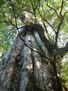 樹齢約３０００年の紀元杉