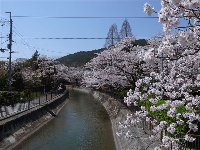 菜の花と桜の競演！　琵琶湖疏水で新発見！