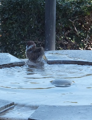 水浴び中の雀