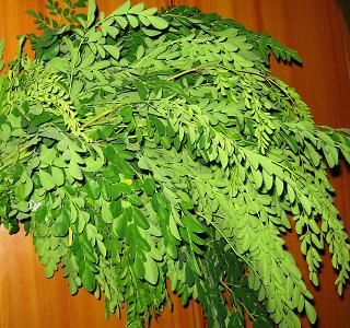 Muringakka leaf