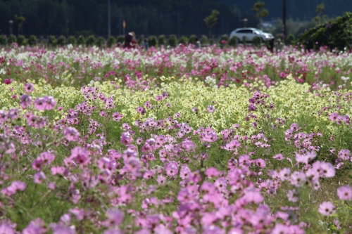 夢コスモス園