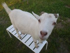 ［写真］大好きなベンチの上に乗って、こちらを見上げるアラン