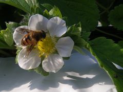 ［写真］おいCベリーの花にとまっているミツバチの様子