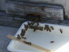 ［写真］巣箱の前に置いた砂糖水に群がるミツバチ達の様子