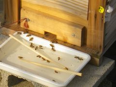 ［写真］巣箱の前に置いた砂糖水を飲んでいるミツバチ達の様子